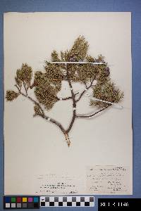 Juniperus deppeana image